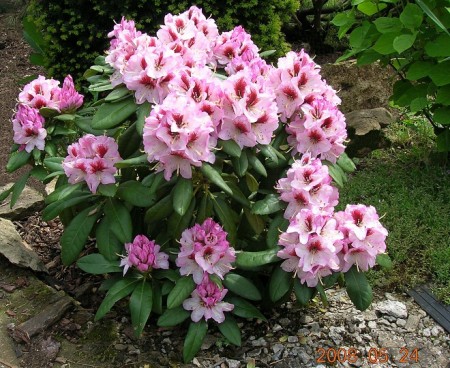 Rododendron ´Hachmann's Charmant´